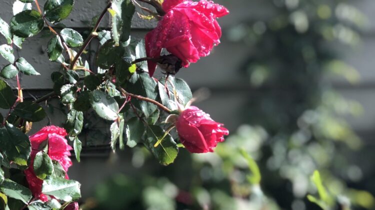 Knockout roses